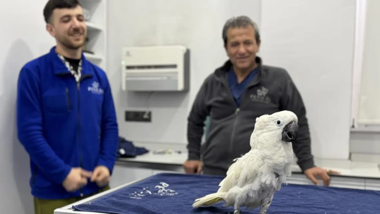 Veterinerlerle dans eden papağan sosyal medyada viral oldu