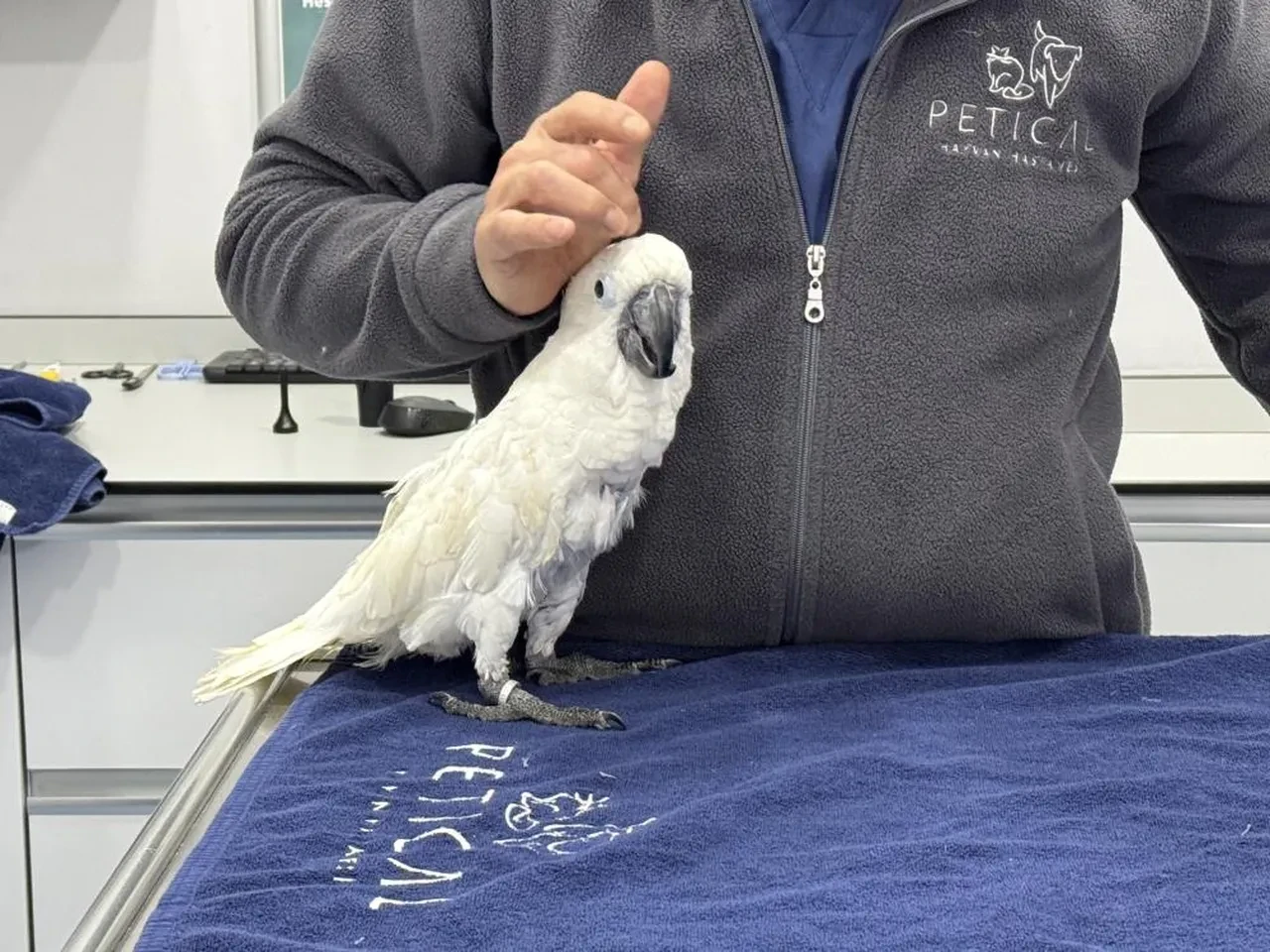 Veterinerlerle dans eden papağan sosyal medyada viral oldu