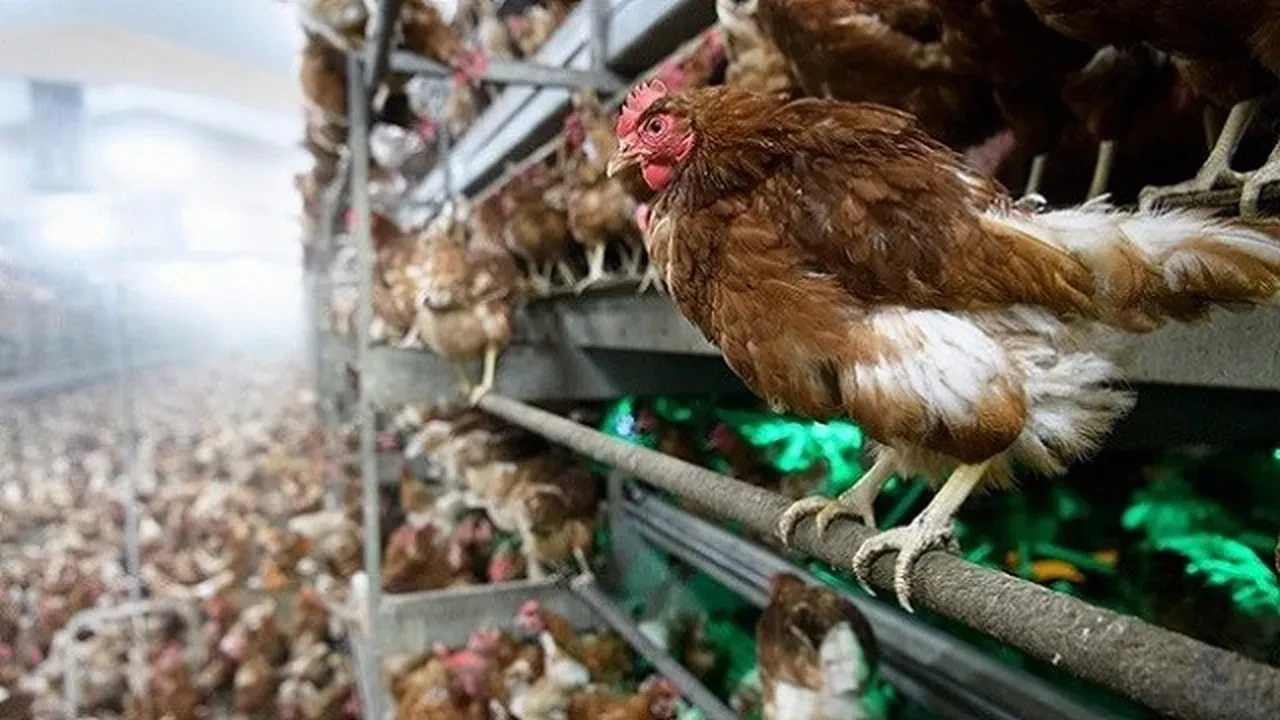 40 milyon tavuk öldü: Yeni zamlar kapıda!
