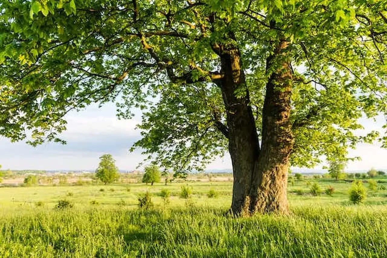Ağaç İsimleri Nelerdir? Ağaç İsimleri ve Anlamları