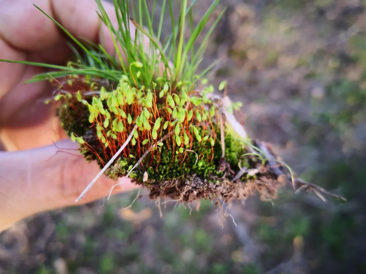 Çiçeksiz Bitkiler Nelerdir? Çiçeksiz Bitki Türleri Nedir?