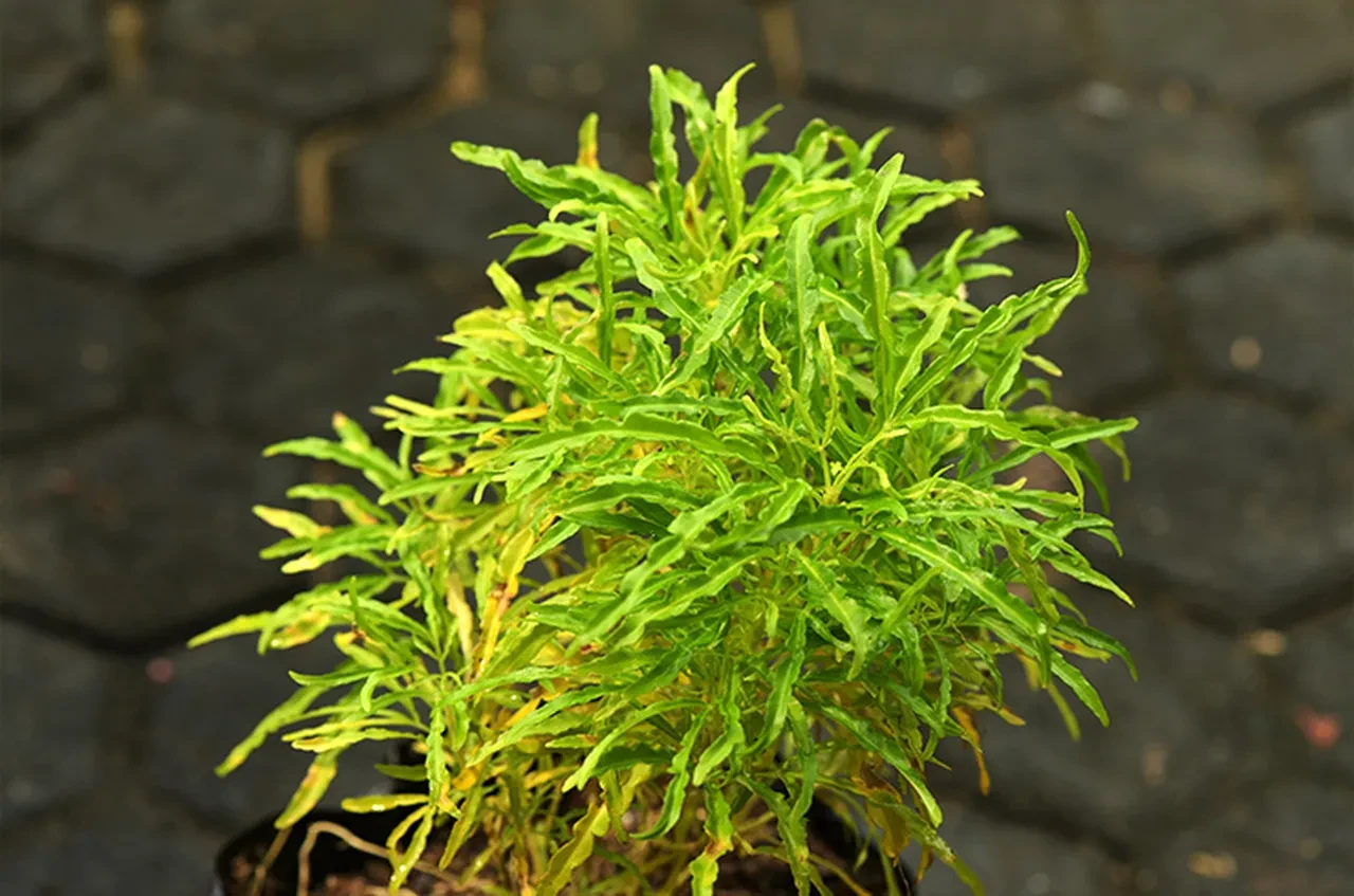 Çiçeksiz Bitkiler Nelerdir? Çiçeksiz Bitki Türleri Nedir?