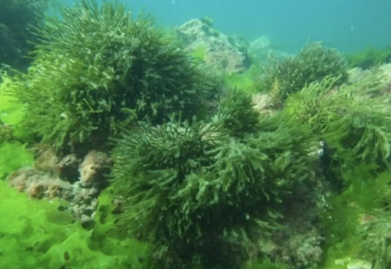 Çiçeksiz Bitkiler Nelerdir? Çiçeksiz Bitki Türleri Nedir?