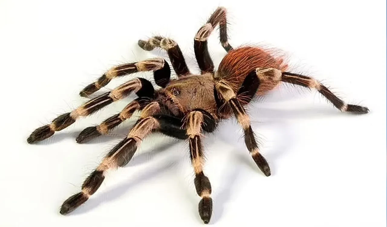 Pilotu tarantula ısırdı! Uçakta örümcek paniği