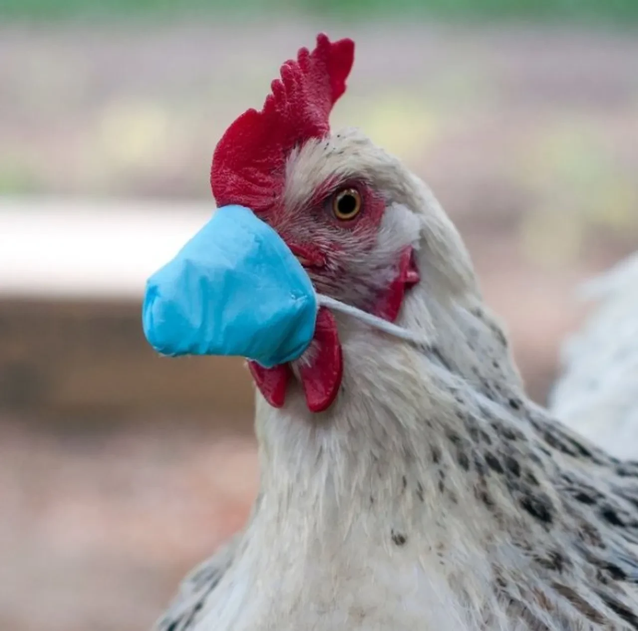 ABD'deki kuş gribi krize neden olacak iddiaları vardı! Yumurta konusunda rahatlatan açıklama
