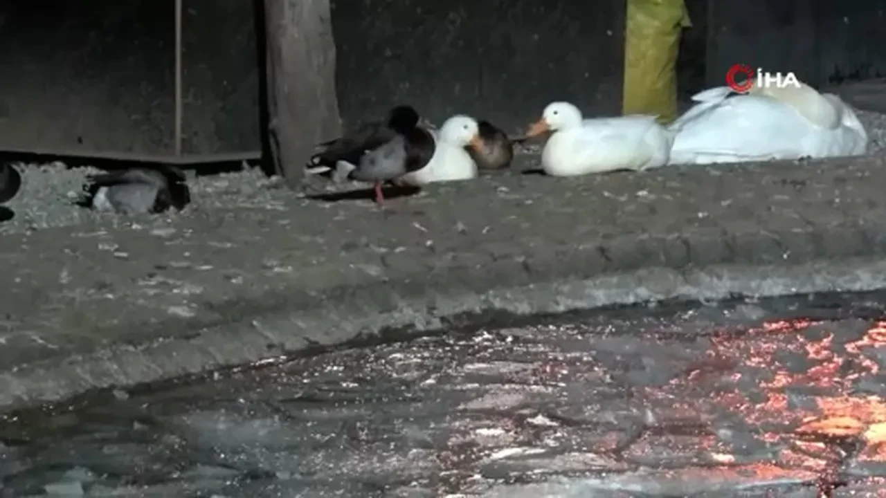 Ankara buz kesti! Termometreler çıldırdı: Kuğulu Park'ın havuzu dondu