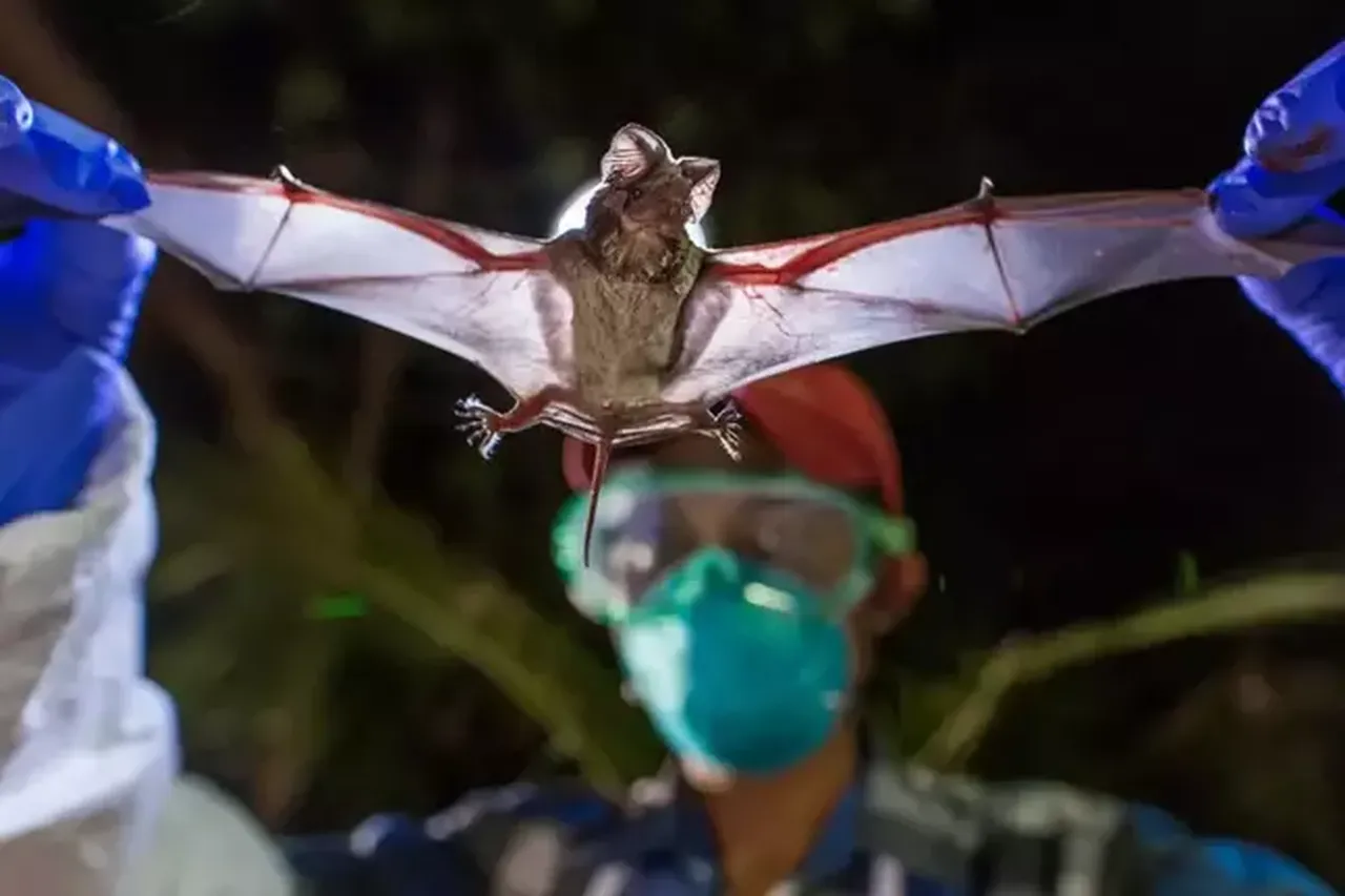 Yarasa yiyip ölen çocuk onlarca kişinin de ölümüne neden oldu! Ülke alarmda