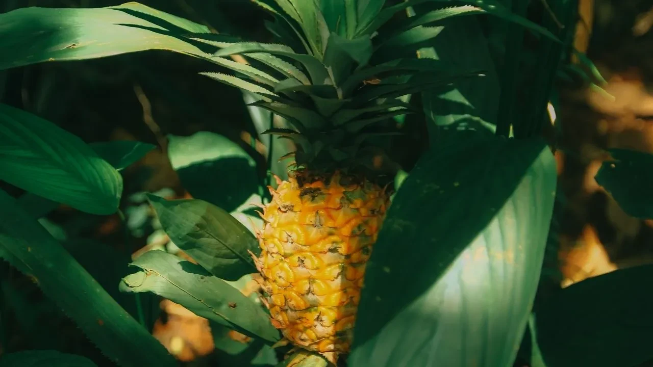 Ananas nasıl kesilir, yenir? Ananas faydaları ve iyi geldiği şeyler