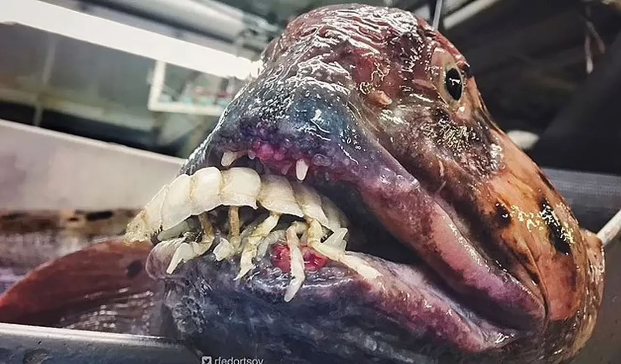 Denizin dibinden 'uzaylı' çıktı! Bu balığı gören herkes aynı yorumu yaptı