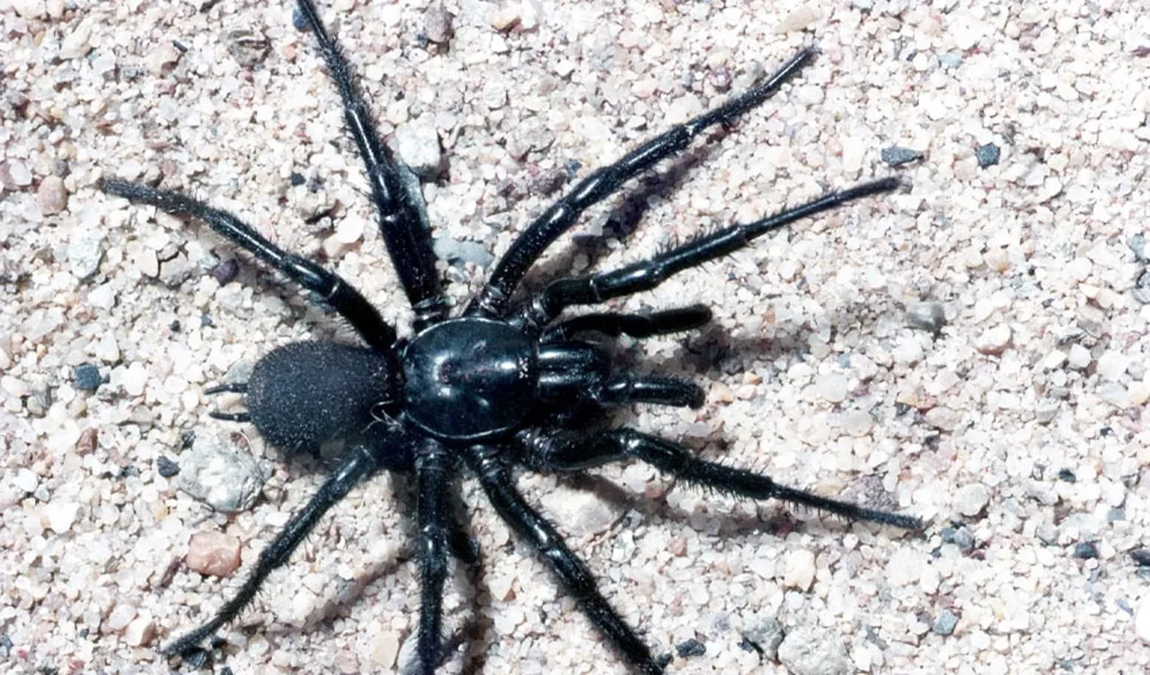 Hayvanat bahçesinden ölümcül bağış çağrısı: 'Yakalayıp getirin'