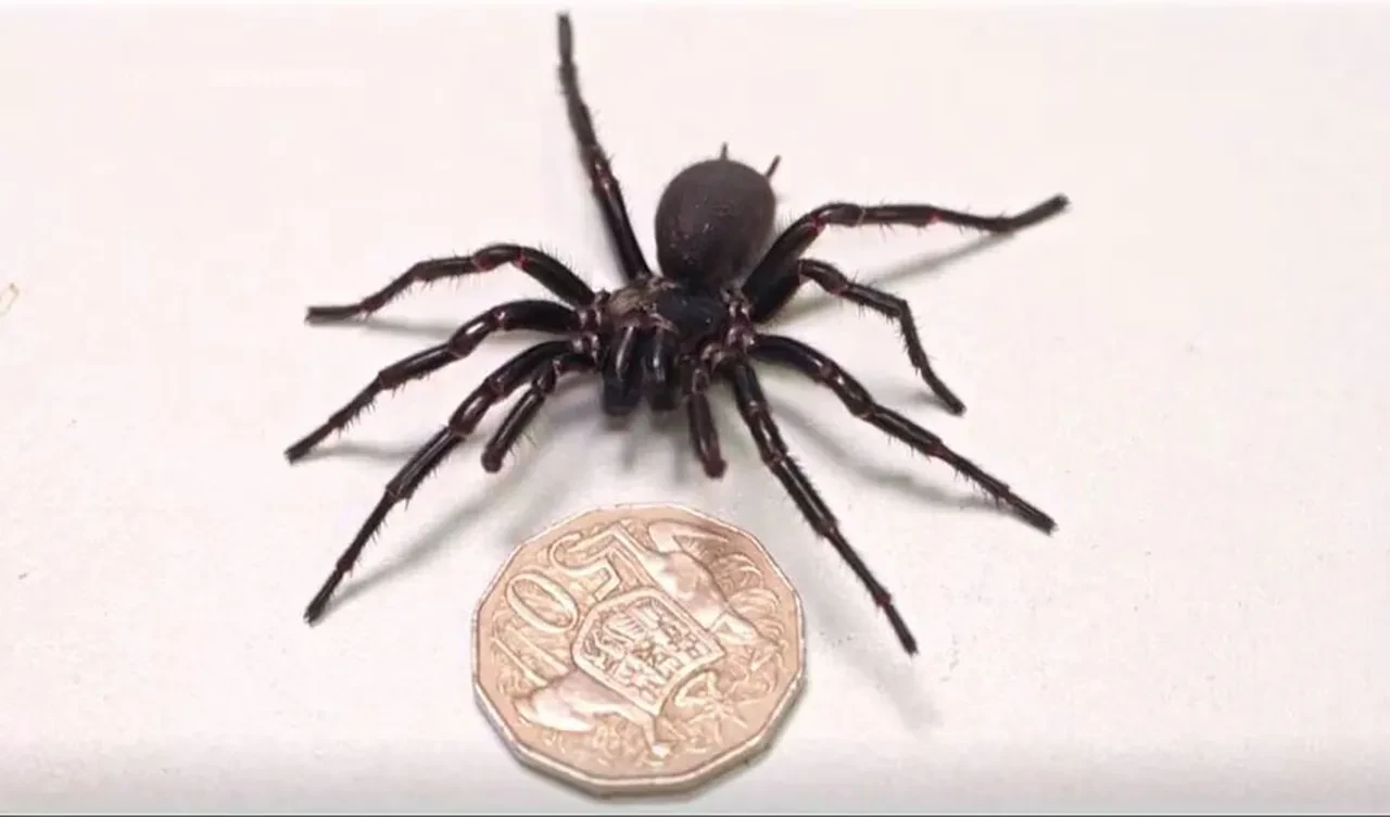 Hayvanat bahçesinden ölümcül bağış çağrısı: 'Yakalayıp getirin'