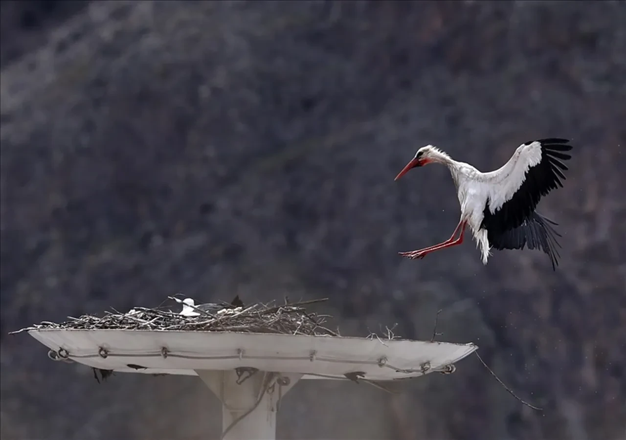 Leylek Haljer Türkiye'ye geldi mi, nerede? Leylek Jonas sonrası ilgi çekti