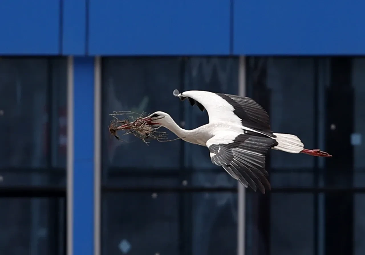 Leylek Haljer Türkiye'ye geldi mi, nerede? Leylek Jonas sonrası ilgi çekti