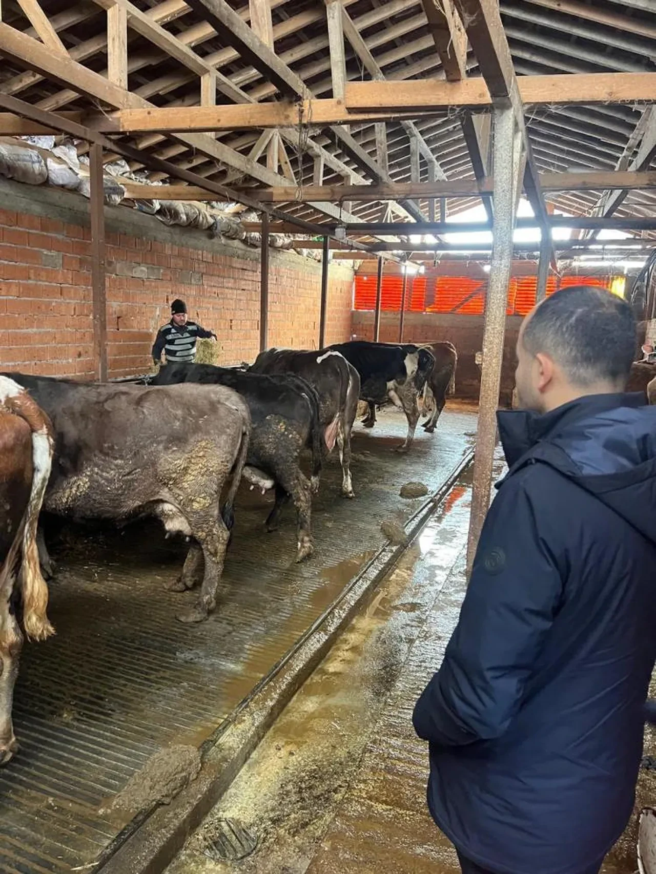 Zonguldak Ereğli'de şap hastalığı alarmı: Bölge karantinaya alındı