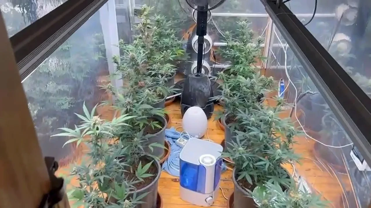 Hazırladıkları düzenek polisi bile şaşkına çevirdi! Özel oda hazırlayıp uyuşturucu yetiştirmişler