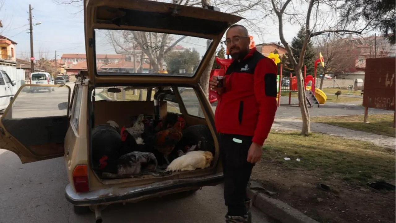Bu tavuklar gerçekten geziyor! Vatandaşı şaşkına çeviren esnaf