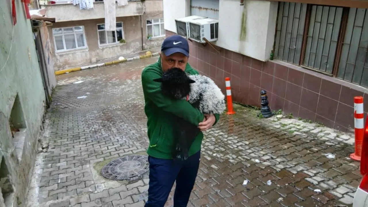 Annesinin önerisiyle köpek yerine kuzu aldı hayatı değişti! Şehrin maskotu oldular 