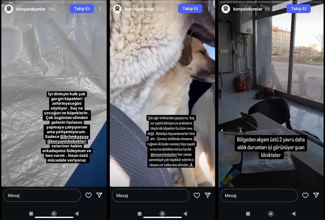 Rana'yı hayattan koparan köpekler kaçırıldı iddiası! Sosyal medyadan tepki yağdı