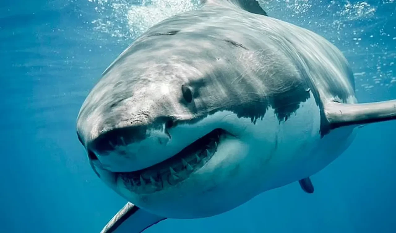 Yine köpek balığı dehşeti: Saldırının ardından sörfçünün sadece diş izleriyle kaplı tahtası bulundu