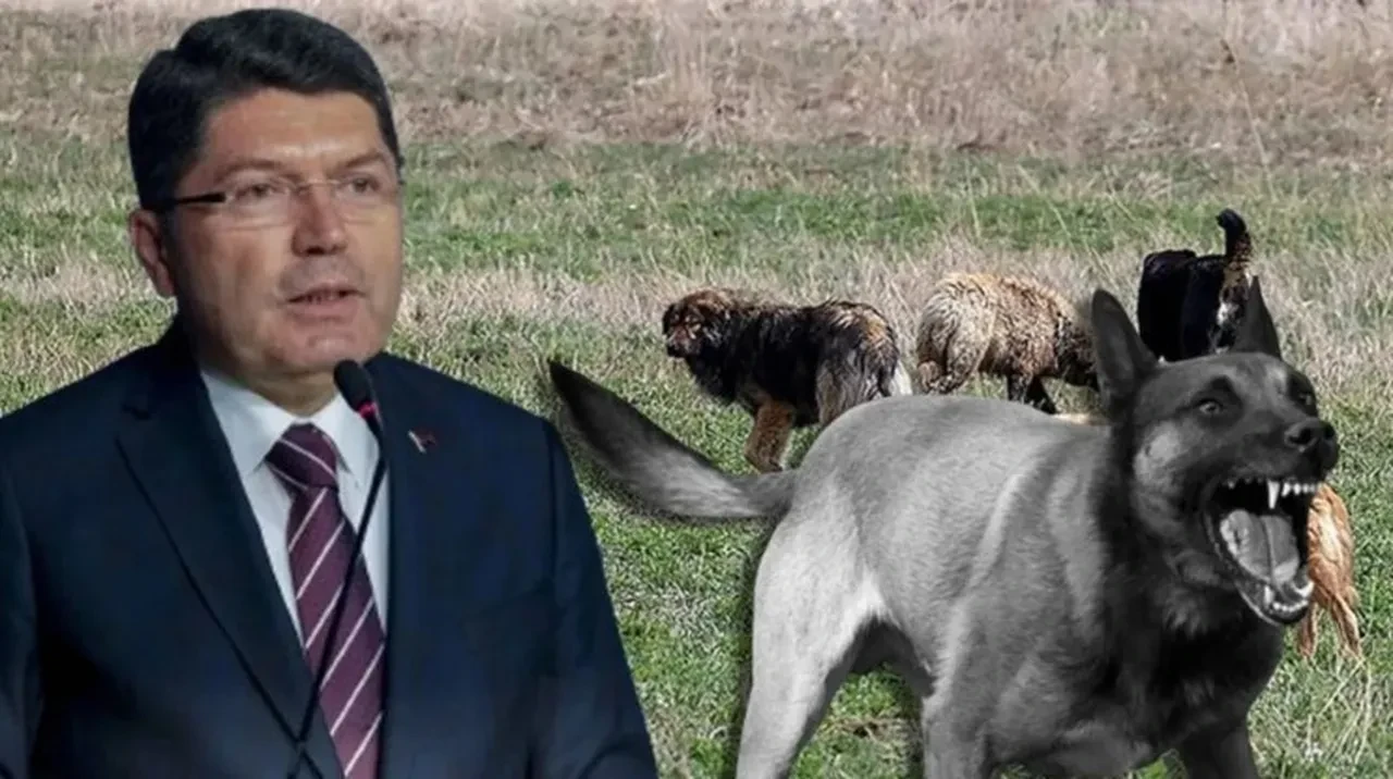 Bir başıboş köpek dehşeti daha! 8 yaşındaki çocuğa saldırdılar