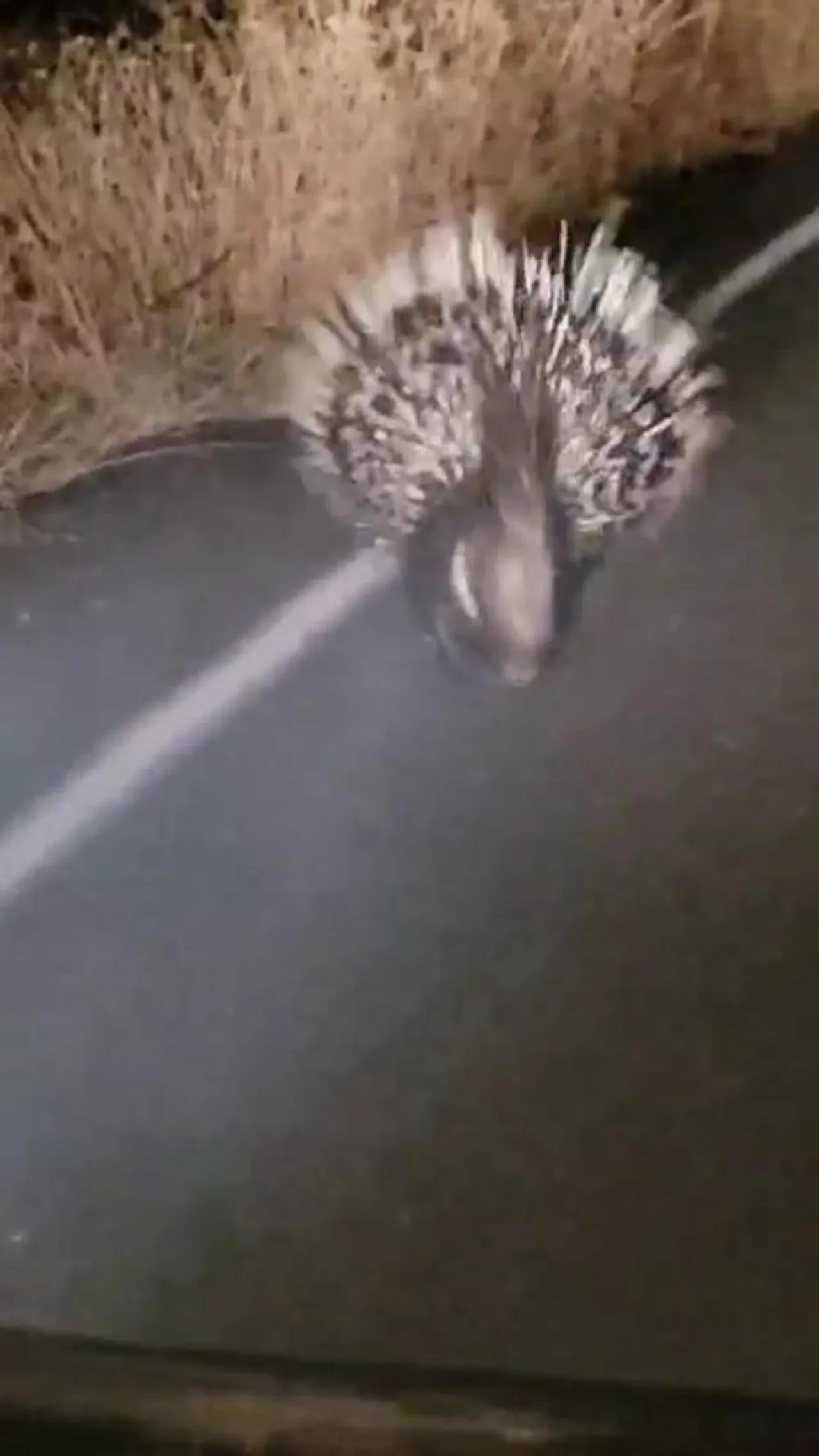 İnat etti, yoldan çekilmedi! Arabaya yol vermeyen kirpi sosyal medyada viral oldu 