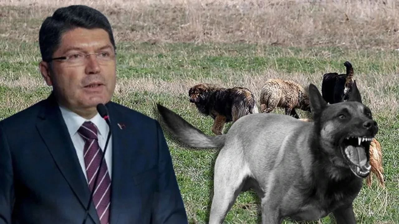 Son dakika | Bakan Tunç duyurdu! Başıboş köpek saldırılarına soruşturma: 