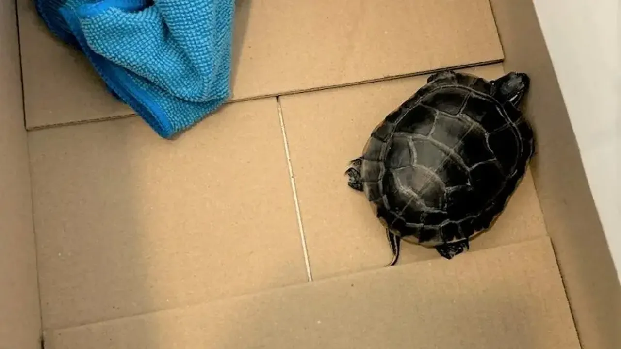 Havalimanına gizlice sokmaya çalıştı! Pantolonundan çıkanı görünce polisler bile şoke oldu