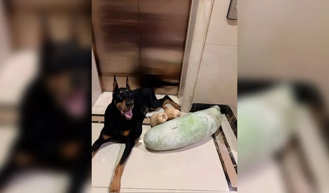 Hayatını kaybeden köpeğini klonladı! İnternet ikiye bölündü