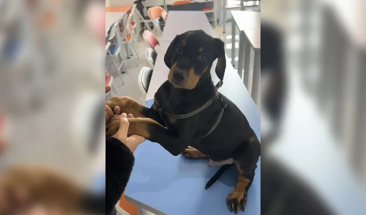 Hayatını kaybeden köpeğini klonladı! İnternet ikiye bölündü