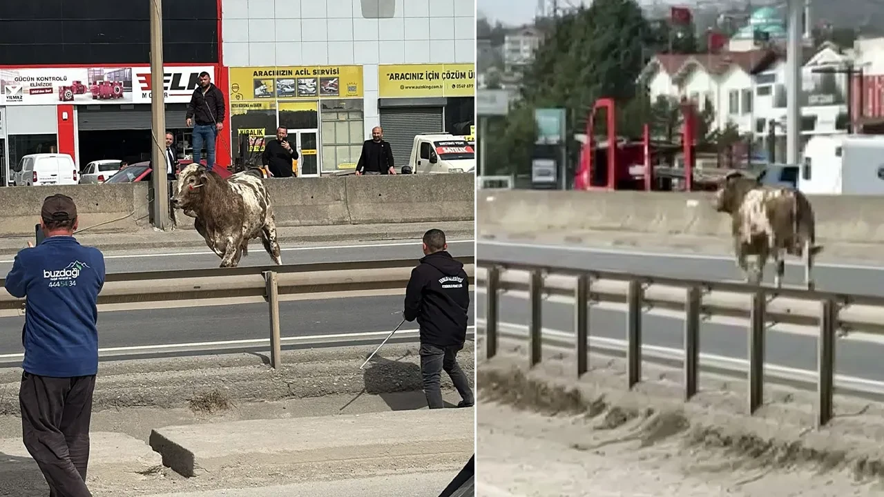 D-100'e çıkan tosun trafiği karıştırdı! O anlar kameraya yansıdı