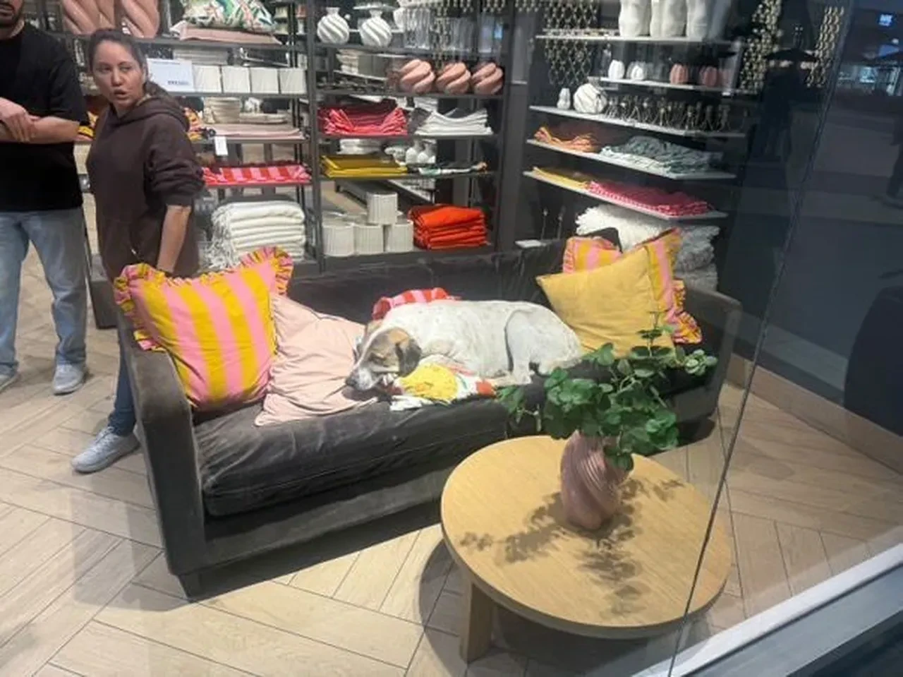 Sahipsiz köpek dehşeti! AVM'de 3 yaşındaki Elif'i yüzünden ısırdığı anlar ortaya çıktı