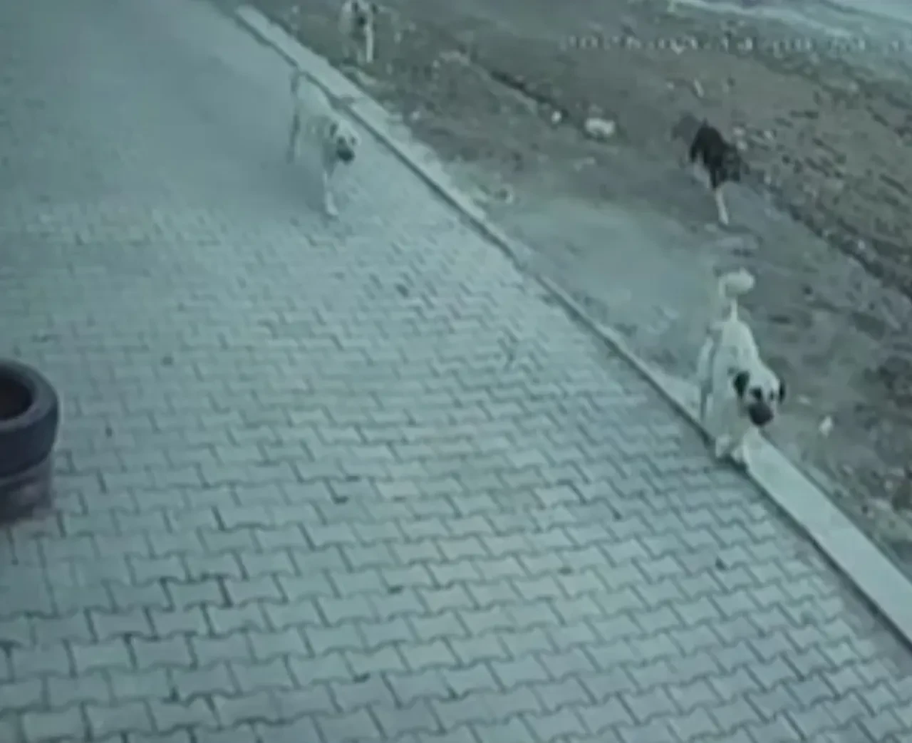 Başıboş sokak köpeği dehşeti bitmiyor! 10 yaşındaki çocuğa saldırdılar