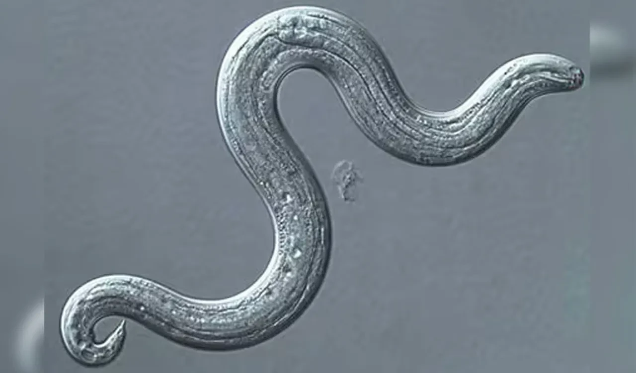 Mutfaktaki ufak bir dikkatsizlik ölümden döndürdü! Beyninin her yerini sarmıştı