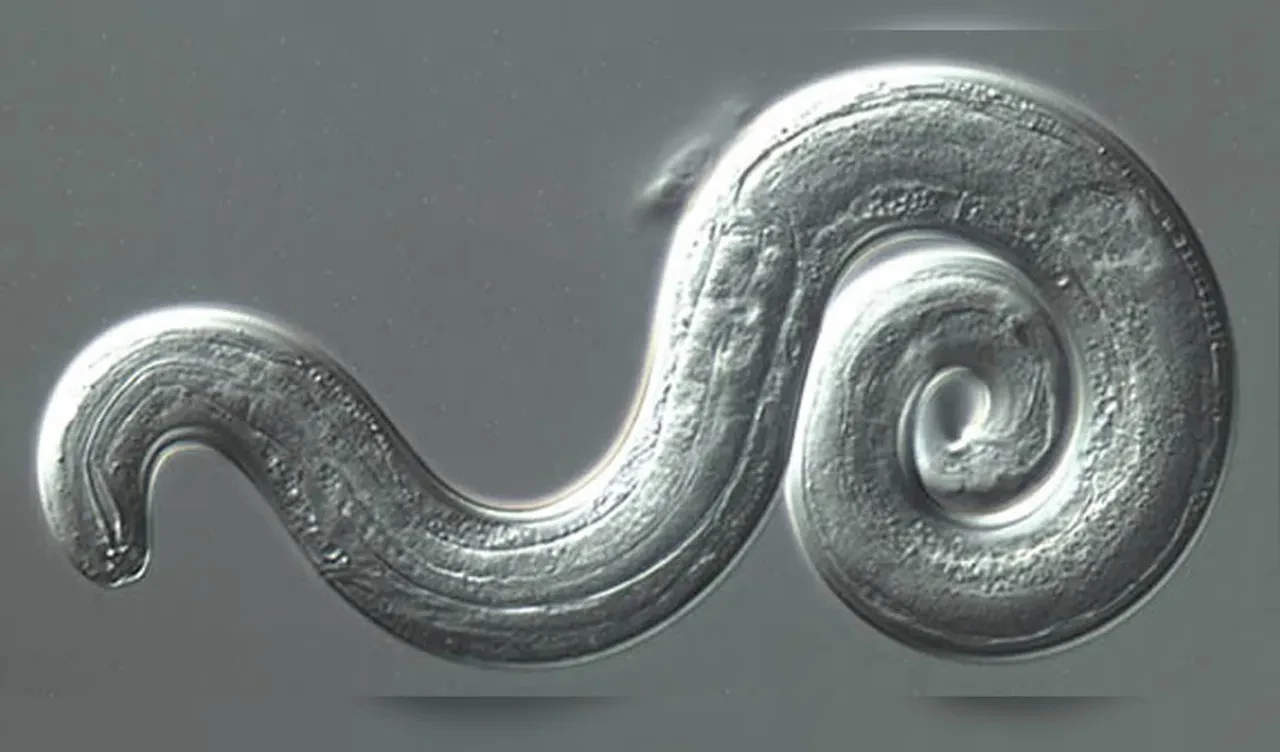 Mutfaktaki ufak bir dikkatsizlik ölümden döndürdü! Beyninin her yerini sarmıştı