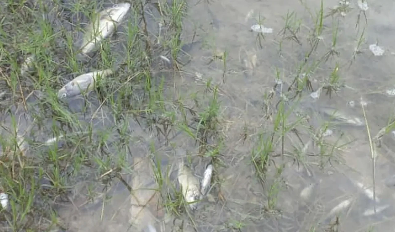 Bakır madenindeki asit sızıntısı Zambiya'nın kalbine aktı! Milyonlarca insan tehlikede