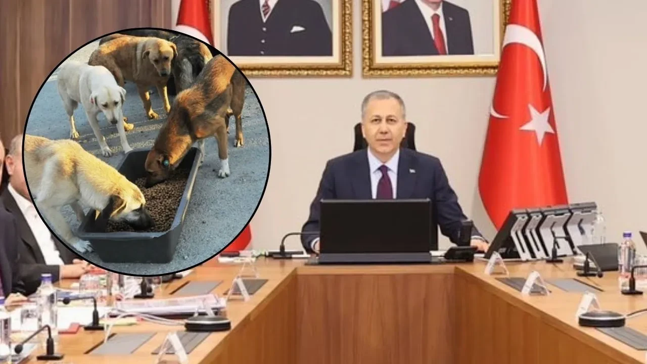 Başıboş köpek sorununda kritik başlıklar: Bakan Yerlikaya son durumu değerlendirdi