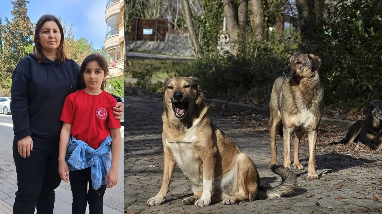 Depremden kurtulduk sokak köpeklerinden kurtulamıyoruz! Başıboş sokak köpeklerinin saldırısına uğrayan kız çocuğu yaşadığı korkuyu anlattı