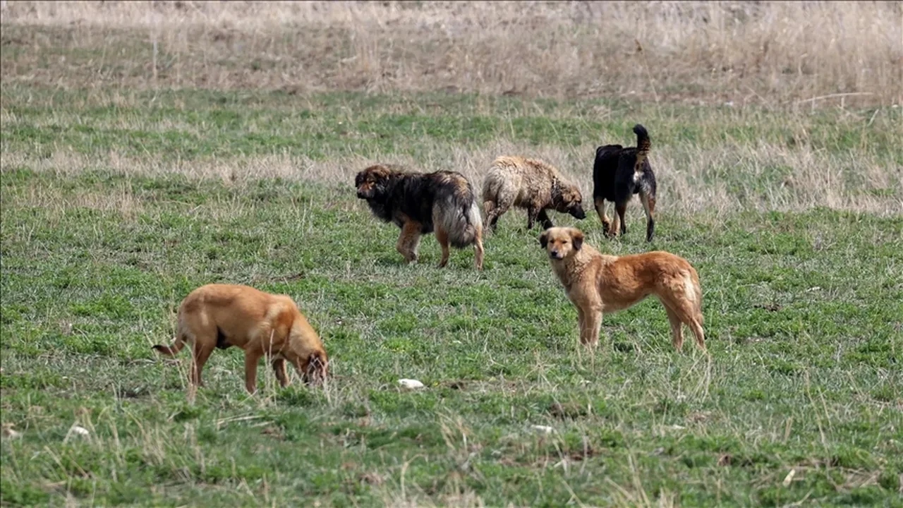 Depremden kurtulduk sokak köpeklerinden kurtulamıyoruz! Başıboş sokak köpeklerinin saldırısına uğrayan kız çocuğu yaşadığı korkuyu anlattı