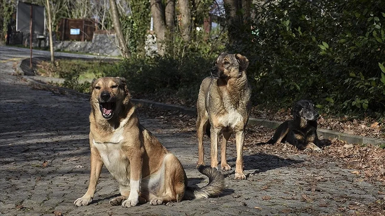 Depremden kurtulduk sokak köpeklerinden kurtulamıyoruz! Başıboş sokak köpeklerinin saldırısına uğrayan kız çocuğu yaşadığı korkuyu anlattı