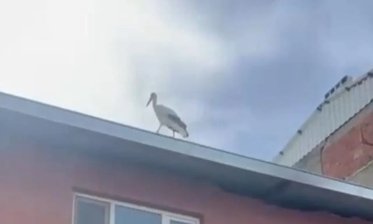 Bilal leylek bu yıl da geldi! 