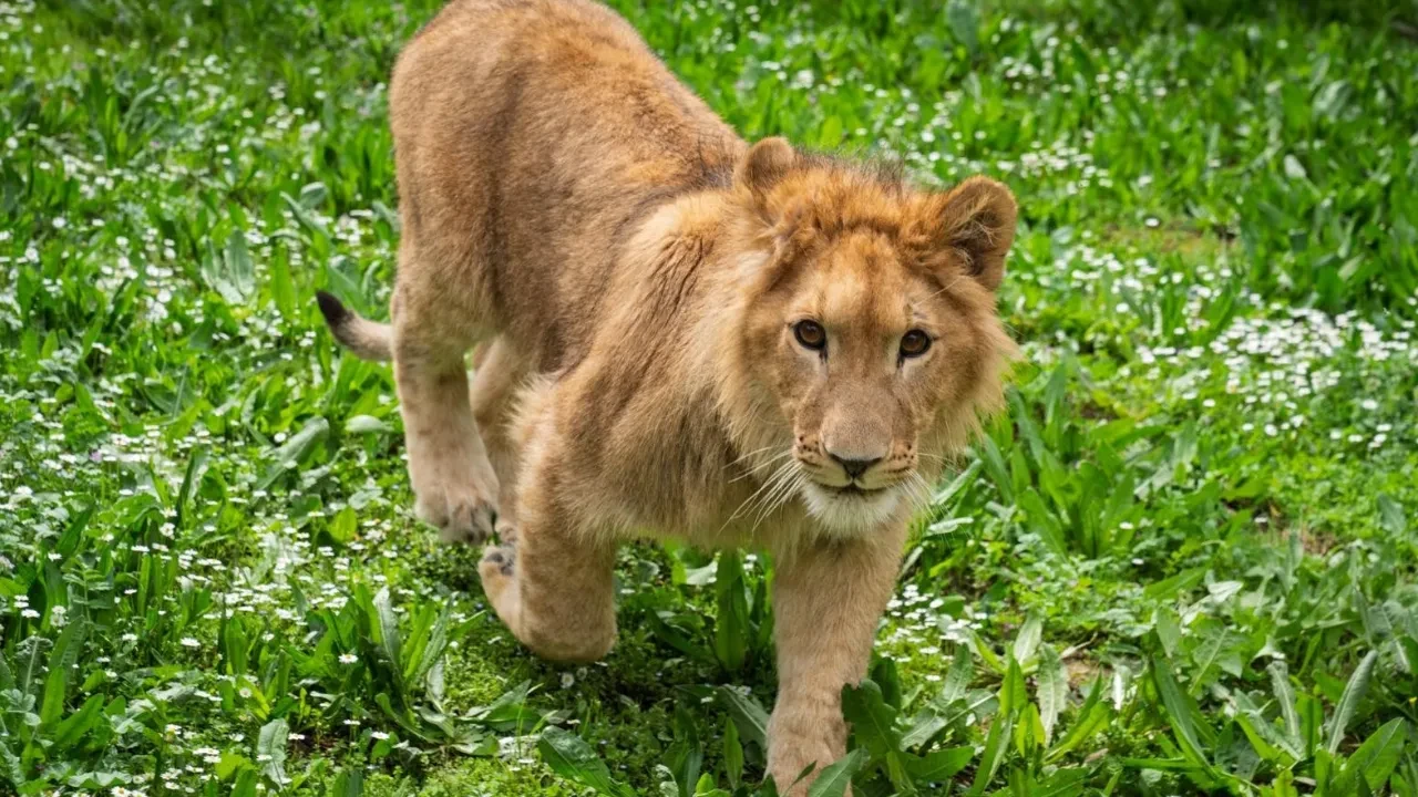 Kedi mamasıyla aslan beslemişler! 1 ay karantinada kaldı 