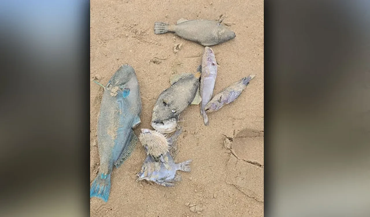 Sahillerde sıra dışı olaylar: Ölü balıklar ve beyaz köpük plajları kapladı herkes bir bir hasta olmaya başladı