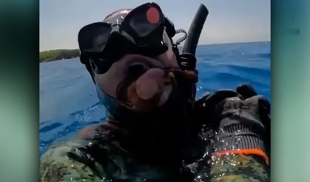 Ahtapot az kalsın dalgıcı boğuyordu! Şnorkelli dalışta zor anlar