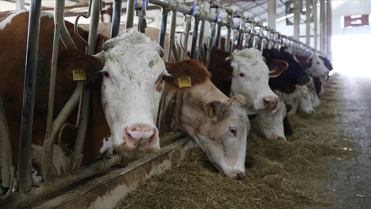 Kırmızı et fiyatlarını frenlemek için Ticaret Bakanlığından yeni hamle