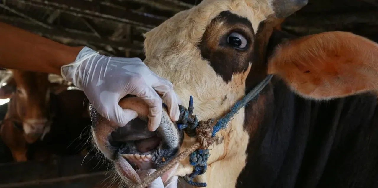 Şap hastalığı tehlikesine büyük önlem! 22 köyde hayvan giriş ve çıkışı kısıtlandı