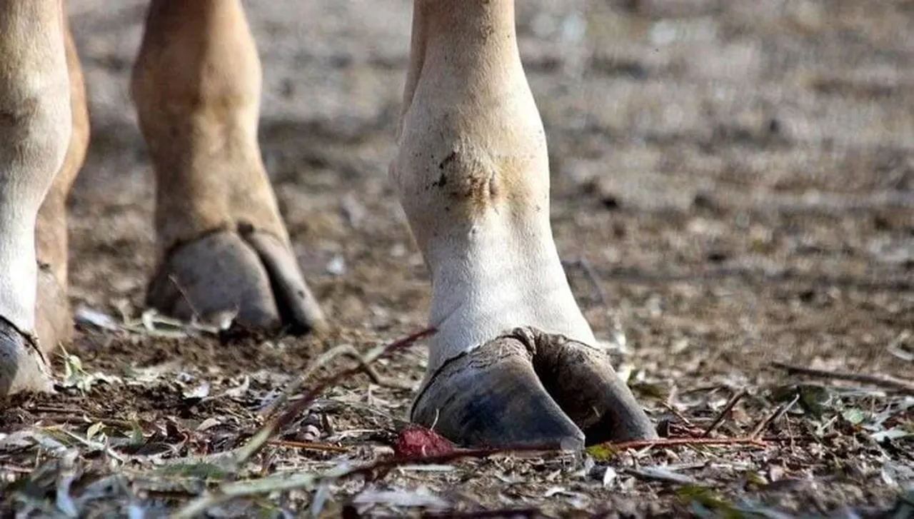 Şap hastalığı tehlikesine büyük önlem! 22 köyde hayvan giriş ve çıkışı kısıtlandı