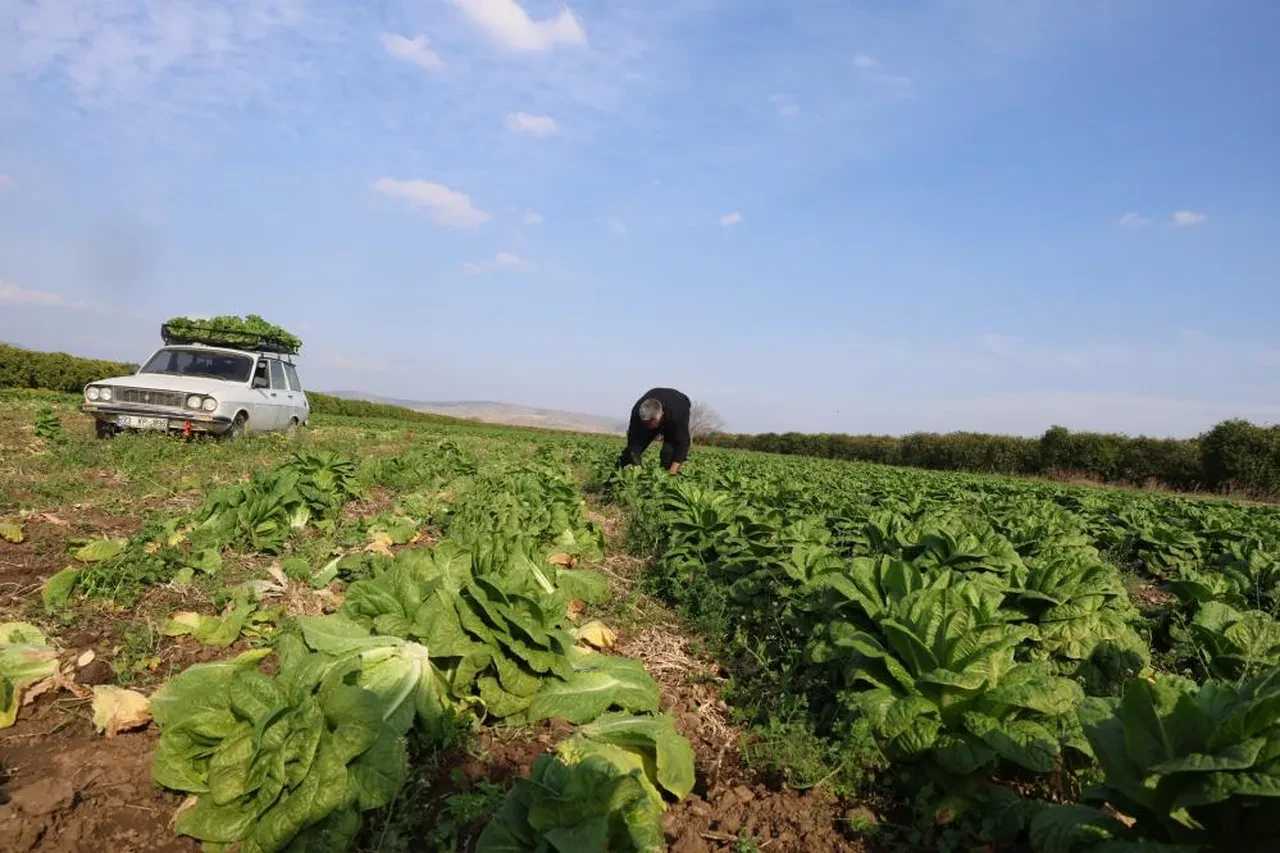 Tarlada 5 TL'ye satılan marul pazarda 60 TL!