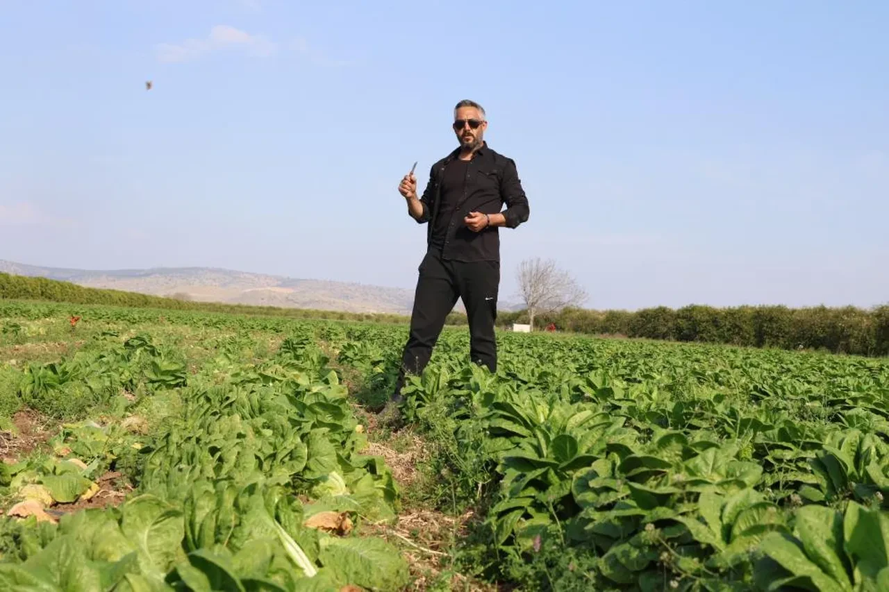 Tarlada 5 TL'ye satılan marul pazarda 60 TL!