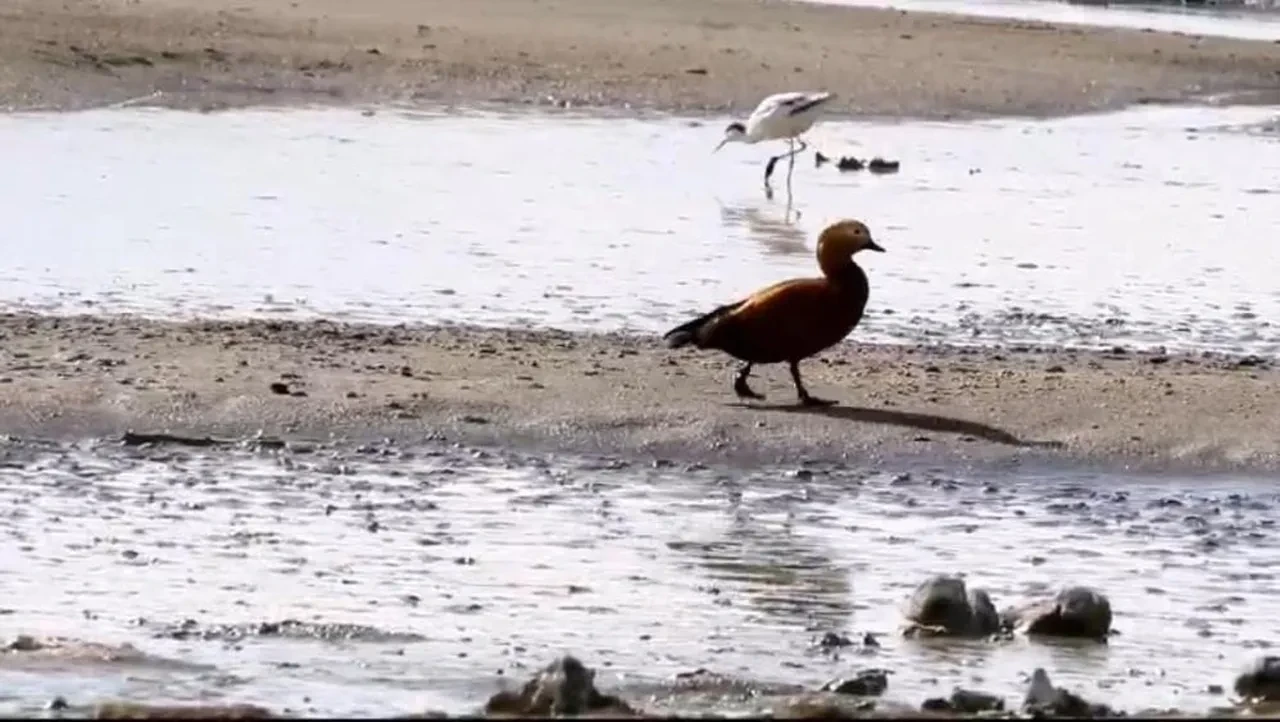 Türkiye'nin en büyük gölünde kuraklık tehlikesi: Son manzara korkuttu