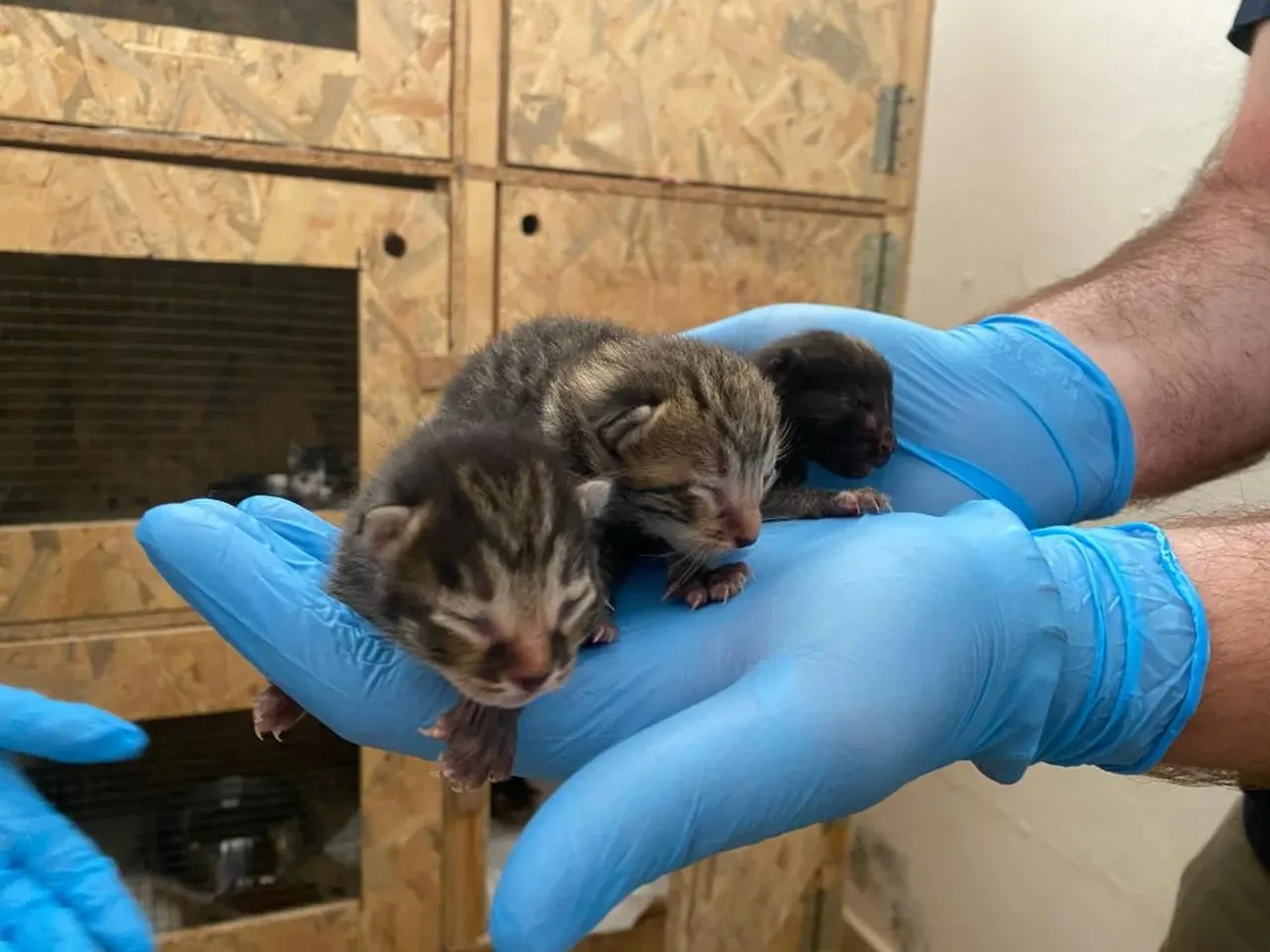 Vicdansızlığın böylesi! Yavru kedileri poşete koyup çöpe atmışlar: Görevliler son anda fark etti